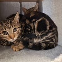 Didi, chat à adopter