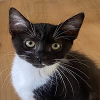 DAMSO, chat à adopter