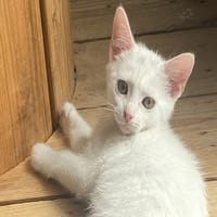 AYA, chatte à adopter