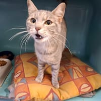 Tulipe, chatte à adopter