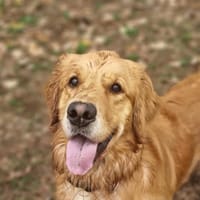 BALTAZAR, chien à adopter
