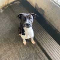 PININFARINA, chienne à adopter