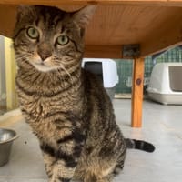 Milo, chat à adopter