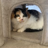 Pita, chatte à adopter