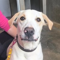 SNOOP, chien à adopter