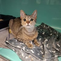 Anatole, chat à adopter