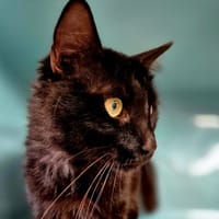 FANTOME, chat à adopter