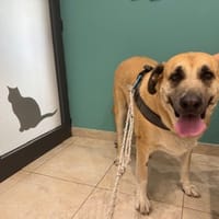 LOU, chienne à adopter