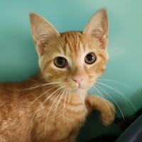 CORN FLAKES QCT (reserve), chat à adopter