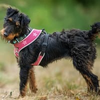 BOUGNETTE, chienne à adopter