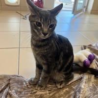 titan, chat à adopter