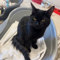 malabar, chat à adopter
