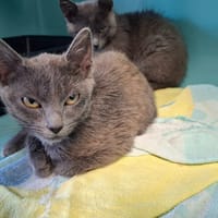 Violette, chatte à adopter