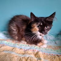 Cracotte, chatte à adopter