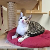 ANASTATIO, chat à adopter