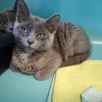 Paquerette, chatte à adopter