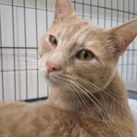 FILOU, chat à adopter