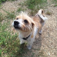 PAULETTE, chienne à adopter