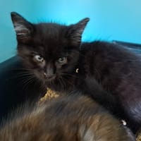 Tina, chatte à adopter