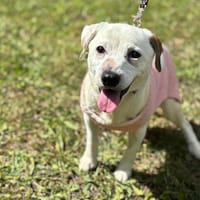 Kayla CAA14016, chienne à adopter