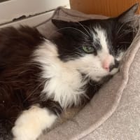 Pixi, chat à adopter