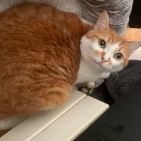 Niels, chatte à adopter