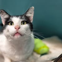 FRISS, chat à adopter