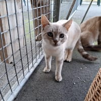 Mercredi, chat à adopter