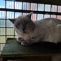 Mambo, chat à adopter