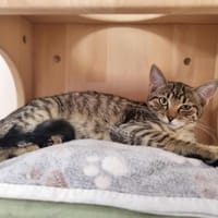 ANOUK, chatte à adopter