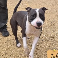 Tropik, chienne à adopter
