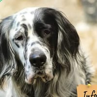 Sako Ii, chien à adopter