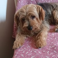 MOMME, chien à adopter