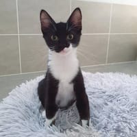 FLIPPER, chat à adopter