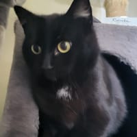 romie, chatte à adopter