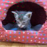 ilios, chat à adopter