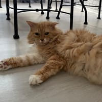 fripon, chat à adopter