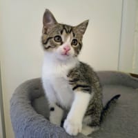ARIEL, chatte à adopter