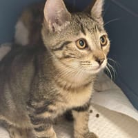 Suzy, chatte à adopter