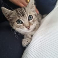 mani, chat à adopter
