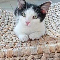 Ayah, chatte à adopter