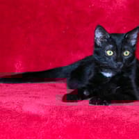 DRAGIBUS, chatte à adopter