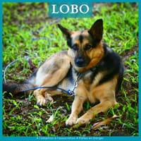 LOBO, chien à adopter