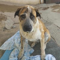 BERTA, chienne à adopter