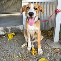 MILO   (Martina), chien à adopter