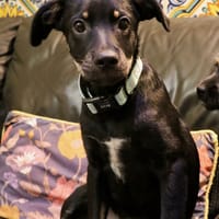 MERLIN  (Martina), chien à adopter