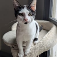 ABBY, chatte à adopter