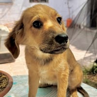 FERN  (Martina), chienne à adopter