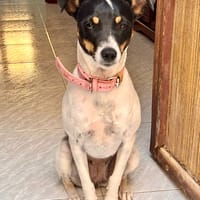 TINA (Martina), chienne à adopter