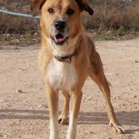 CORONEL (Maria), chien à adopter